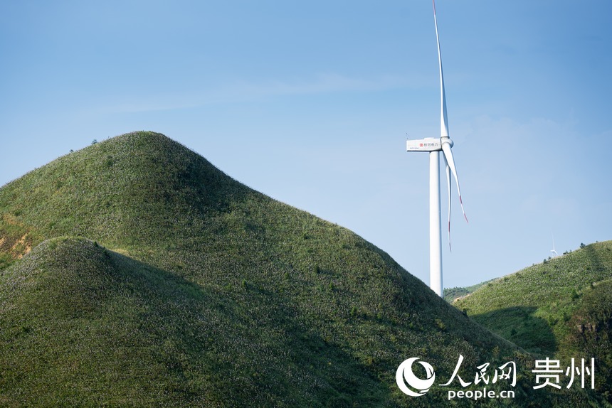 散落在山坡上的玉簪花。人民網記者 涂敏攝