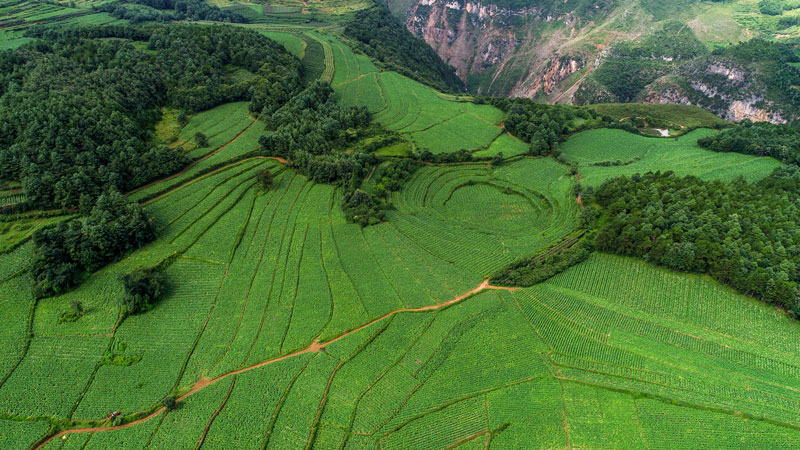 畢節市威寧縣龍街煙區。