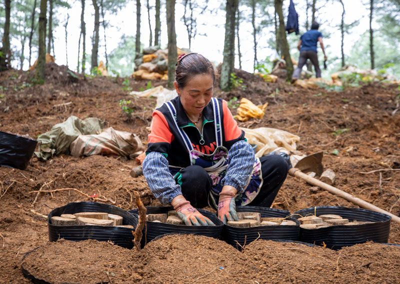 村民在天麻基地培柴。李學友攝