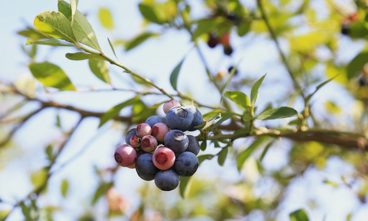 藍莓。