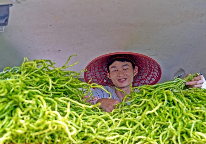 村民在整理辣椒。