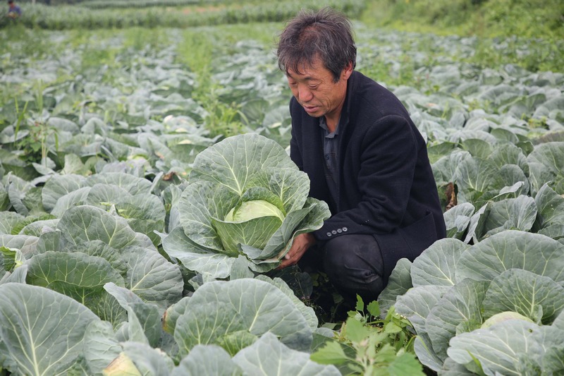 村民劉勇正在自家的蔬菜基地里采收蓮花白。