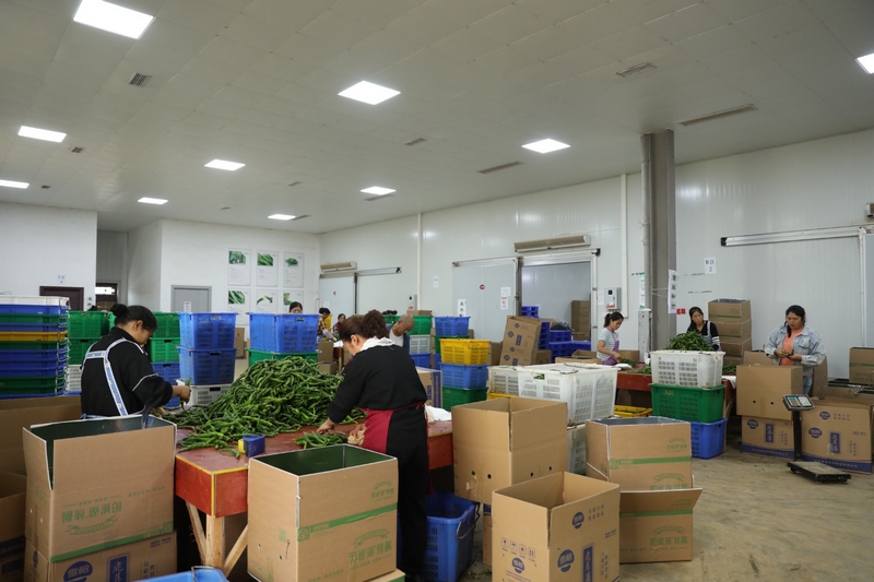 圖為辣椒分揀中心。李齊 攝