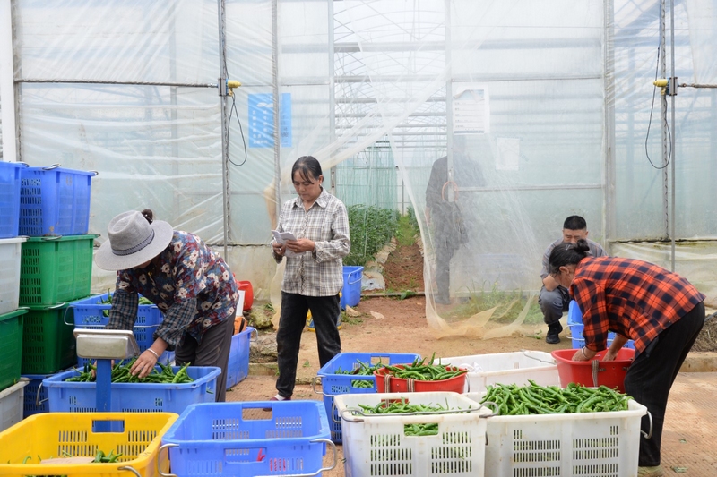 圖為村民正在對采摘的辣椒過秤計量。耀家昌 攝