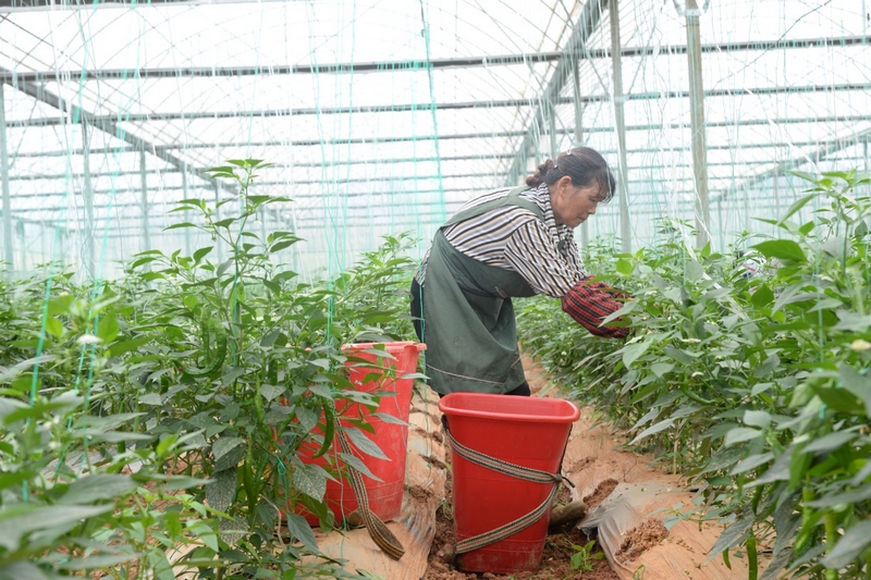 圖為村民在采摘辣椒。耀家昌 攝