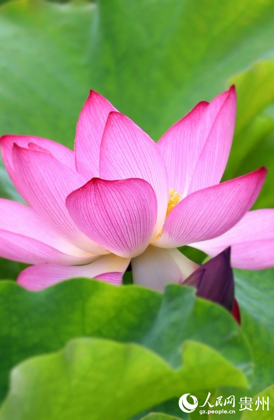 花溪十里河灘國家濕地公園內的“水中仙”。人民網 潘佳倩攝