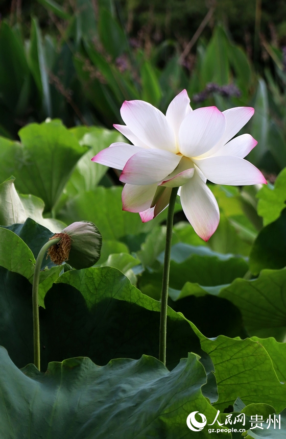 亭亭玉立的“水中仙”。人民網 潘佳倩攝