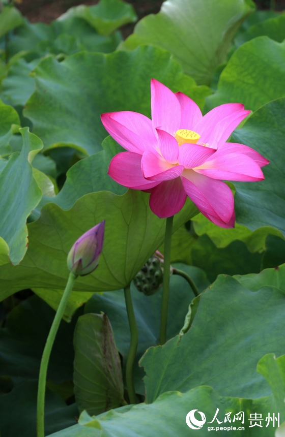 賞一池荷景，聞一縷荷香。人民網 潘佳倩攝