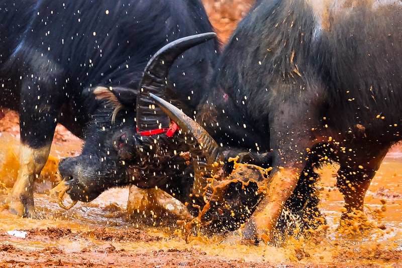 22斗牛節精彩瞬間