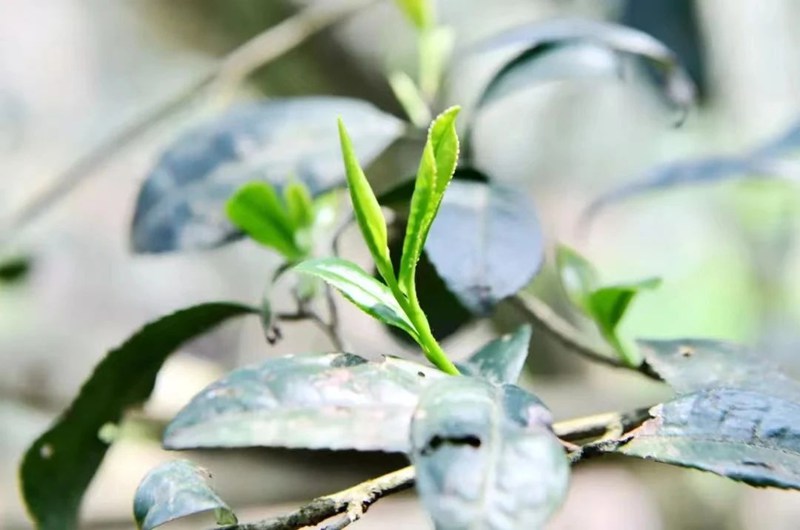 香爐山云霧茶。