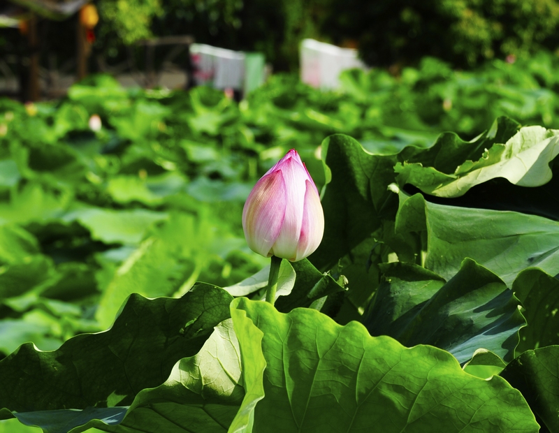 2、含苞待放的荷花1。駱世明 攝