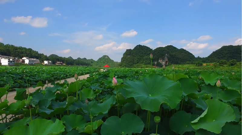 5、千畝荷園