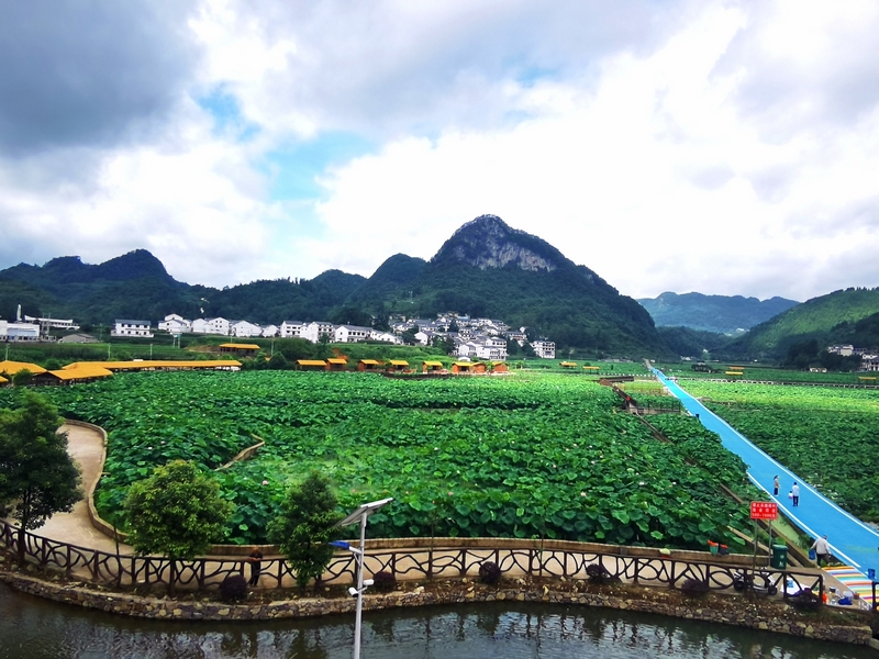 6、荷花盛開，吸引游客前來游玩。駱世明 攝