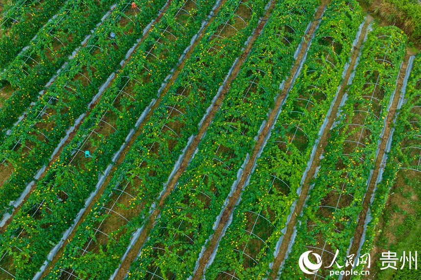 航拍蔬菜種植基地。人民網 陽茜攝