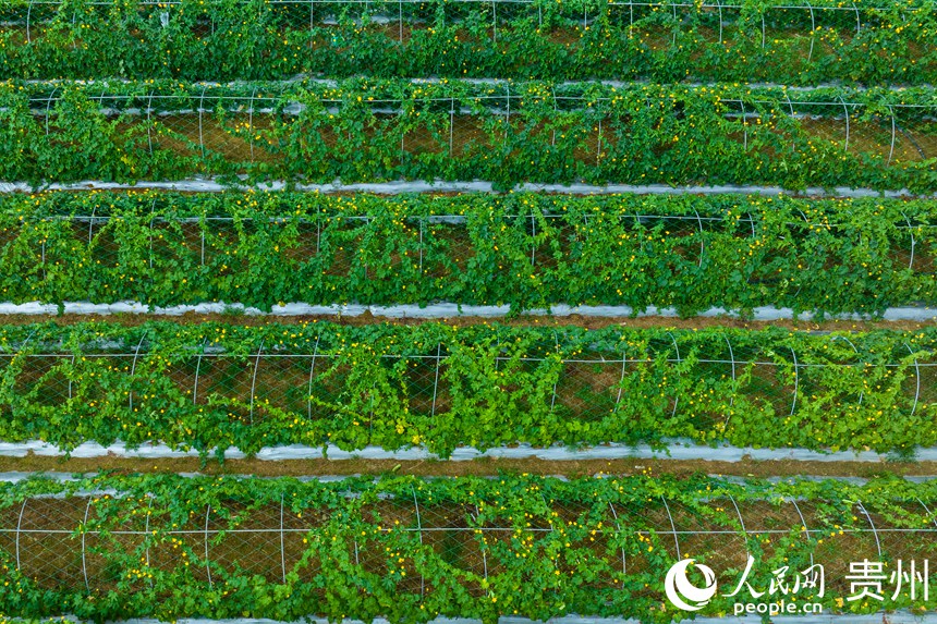 航拍絲瓜棚。人民網 陽茜攝 