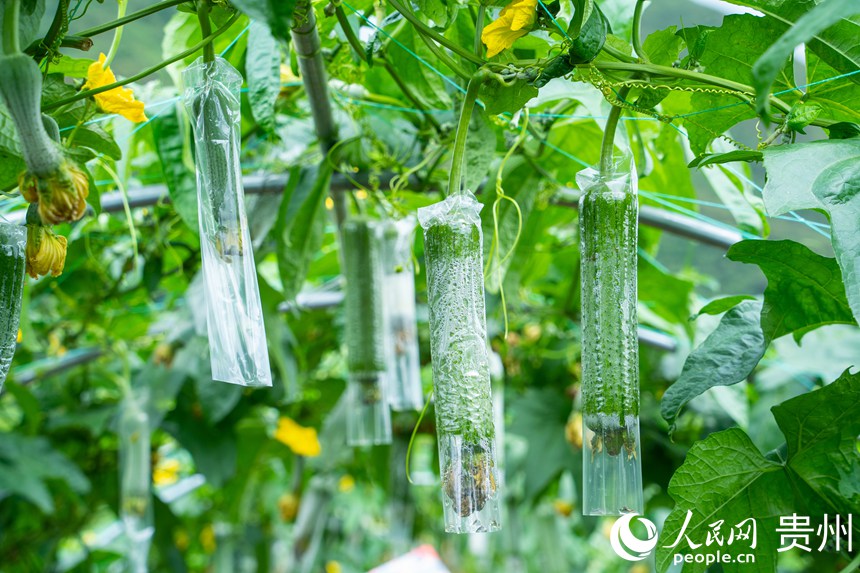 蔬菜種植基地的絲瓜。人民網 陽茜