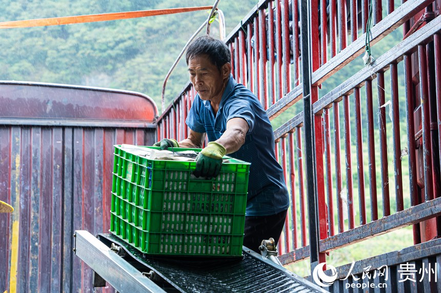 菜農正在將絲瓜裝車。人民網 陽茜