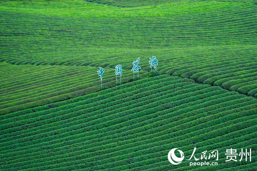 萬畝茶海一隅。人民網 陽茜攝