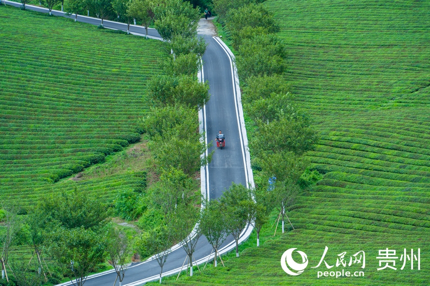 俯瞰萬畝茶海。人民網 陽茜攝