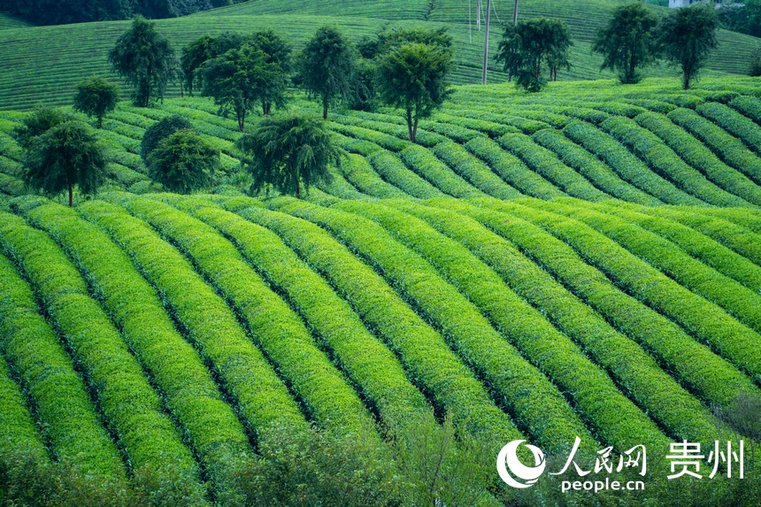 一排排碧綠色的茶樹整齊排列。人民網 陽茜攝