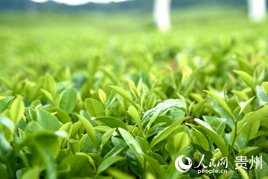 夏秋茶吐新芽。人民網 陽茜攝