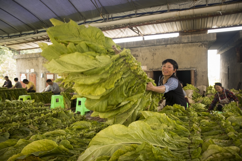 將編好的煙送進烤房。