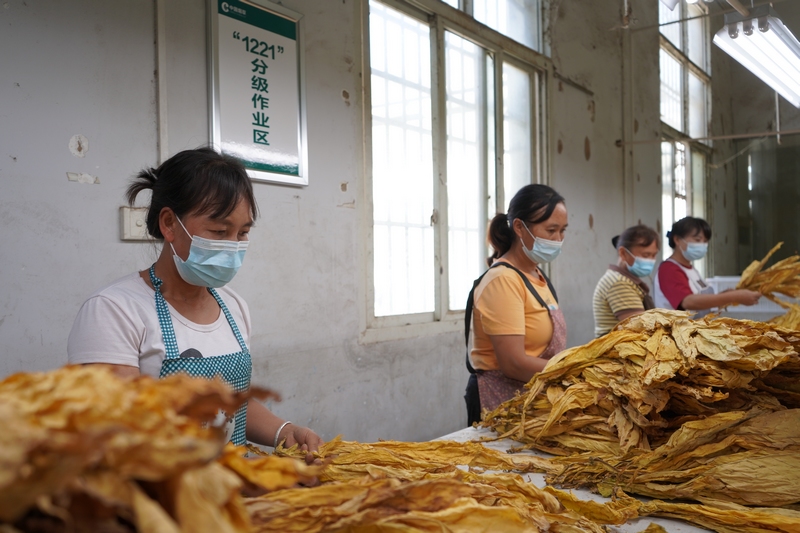 負責分揀的工人將煙葉進行品級分類。