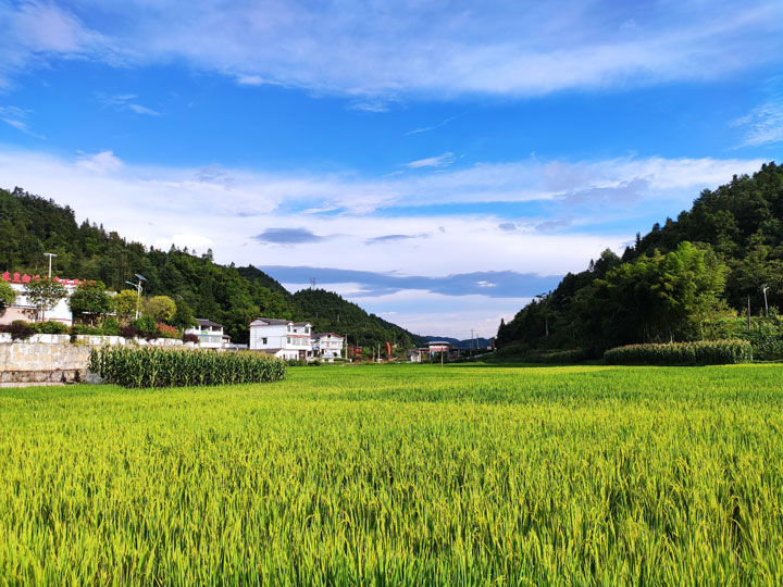 稻浪翻滾下的白坭村格外美麗。