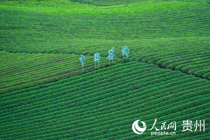萬畝茶海一隅。人民網 陽茜攝