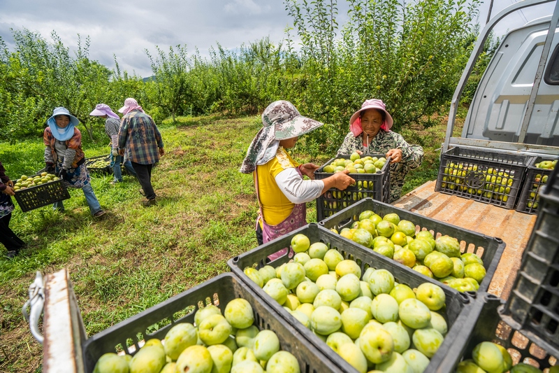 2024年8月4日,貴州省畢節市七星關區歸化街道常豐社區村民正在搬運采收的皇后李。