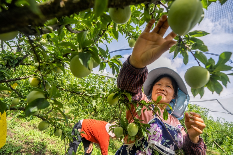 2024年8月4日,貴州省畢節市七星關區歸化街道常豐社區村民正在采收成熟的皇后李。