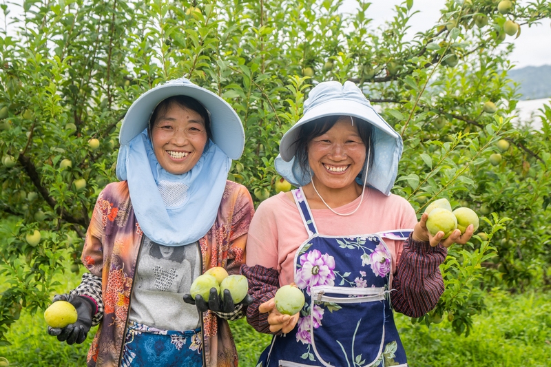 2024年8月4日,貴州省畢節市七星關區歸化街道常豐社區村民正在展示成熟的皇后李。
