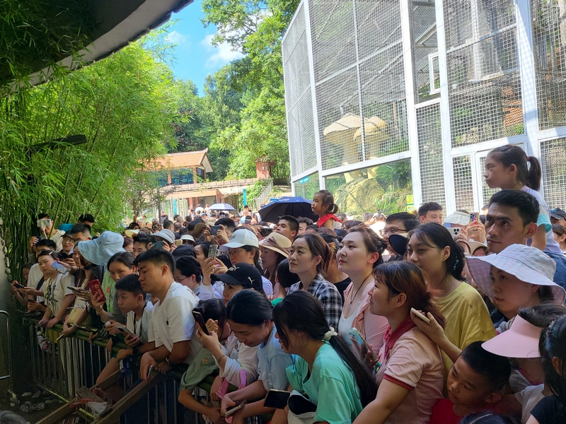 游客紛紛前來圍觀“小老費”。楊天燕 攝