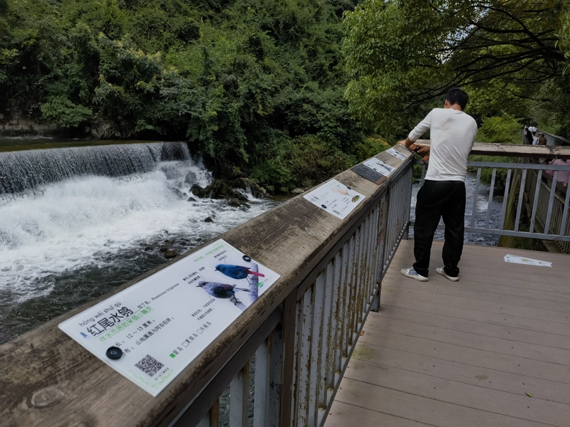 貴陽阿哈湖國家濕地公園的動植物有了“身份卡” 。張海波拍攝 (10)