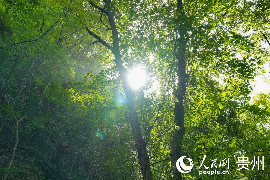 云臺山森林。袁華強攝