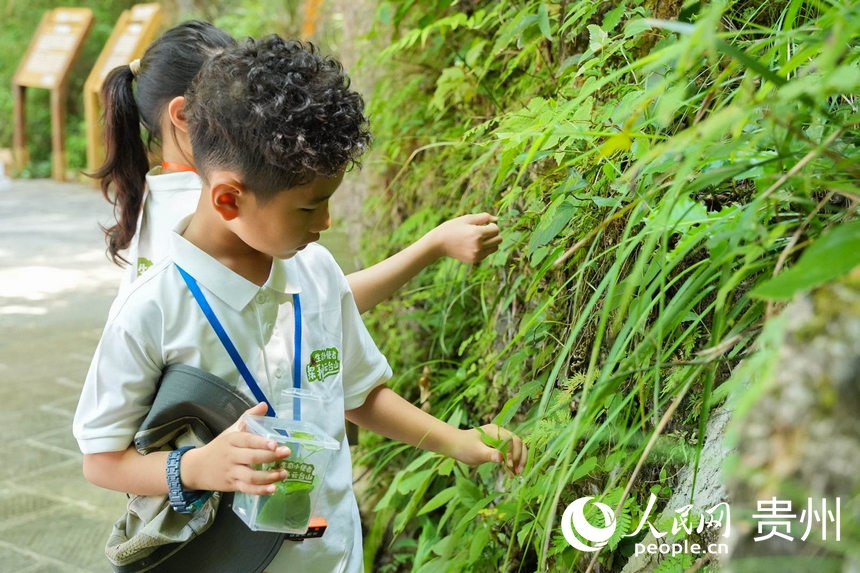 觀察植物的小朋友。袁華強攝