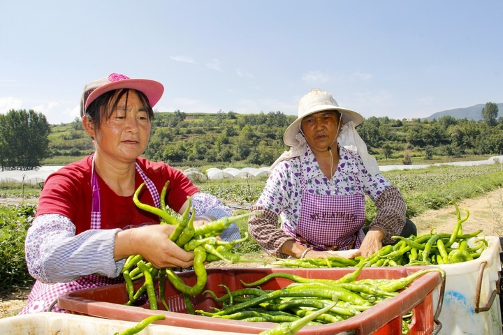 務工群眾在把剛采收的辣椒打包裝袋。