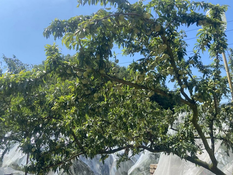 一顆顆飽滿圓潤的脆李壓彎了枝條，在陽光的照耀下顯得格外誘人 修文縣大石布依族鄉黃春蘭 攝