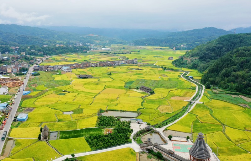 劍河縣南明大壩連片稻田航拍。