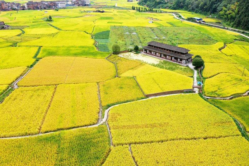劍河縣南明大壩連片稻田航拍。