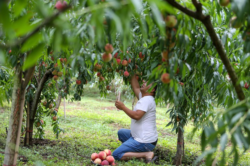 2024年9月2日 游客在貴州省畢節市赫章縣達依鄉龍塘村的果園里采摘秋桃 陳春志 攝 (2)