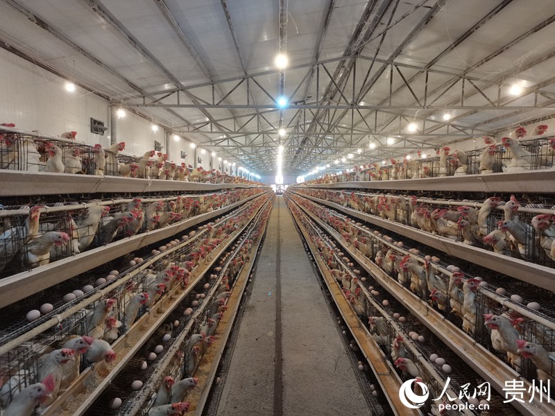 盤踅村蛋雞養殖場一隅。人民網 黃小桃攝