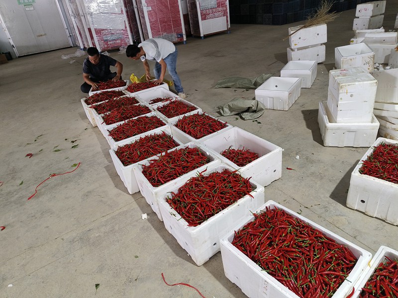 高武村村民將新鮮辣椒裝箱送到縣城回收。貴州磷化集體供圖