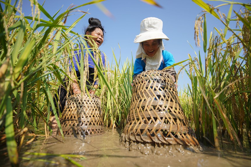 9月5日，村民在貴州省丹寨縣龍泉鎮卡拉村抓稻田魚。