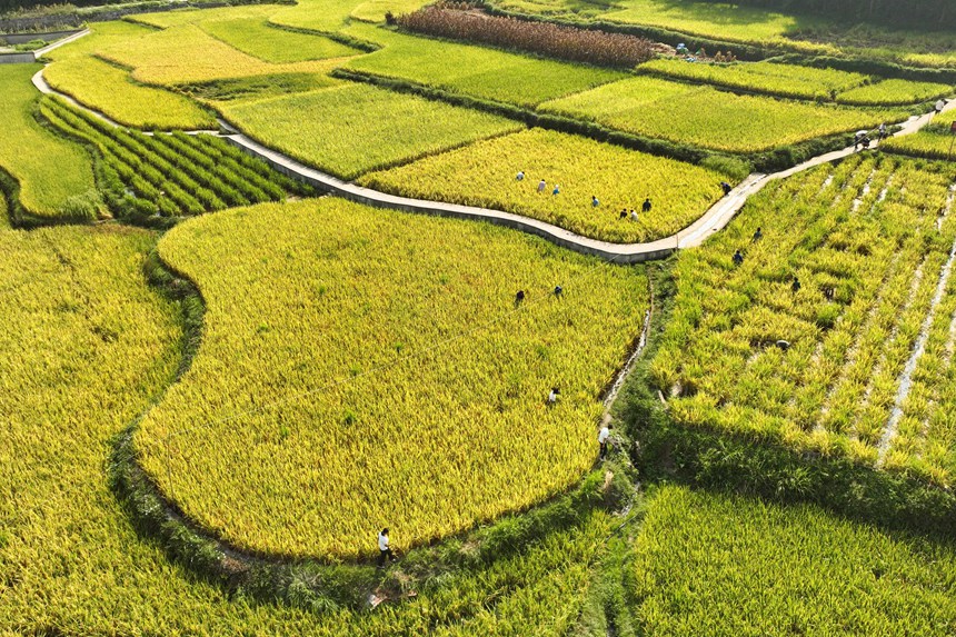 9月5日，村民在貴州省丹寨縣龍泉鎮卡拉村抓稻田魚。
