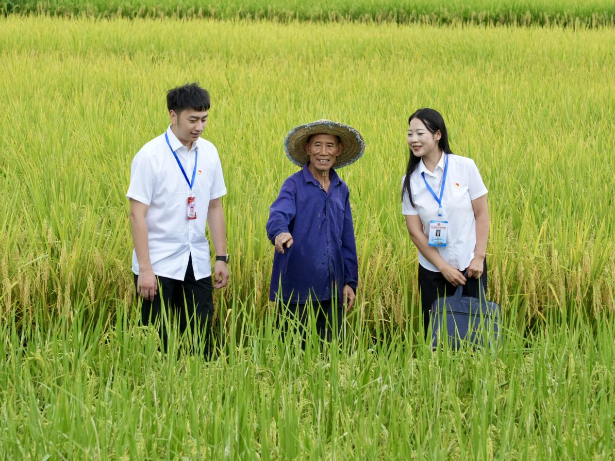 仁懷市紀檢監察干部深入田間地頭，向群眾了解糧食生產基礎設施建設、農資供應、惠農政策落實與糧食收購等情況。 張六一攝