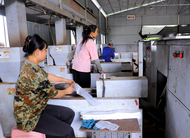 工人們有條不絮地搶抓生產菌棒。