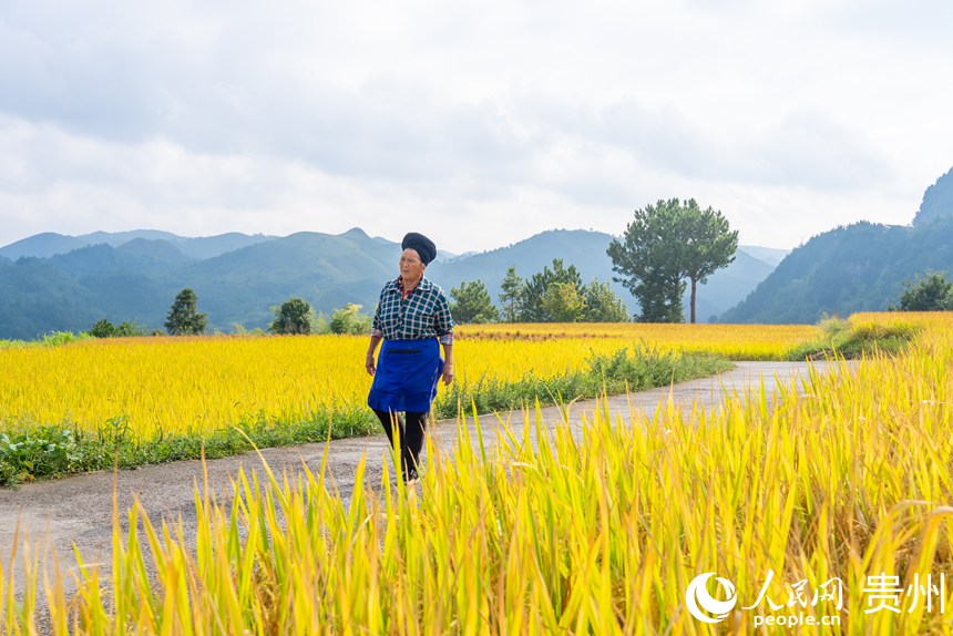 村民從稻田中走過，宛如畫卷。人民網記者 涂敏攝