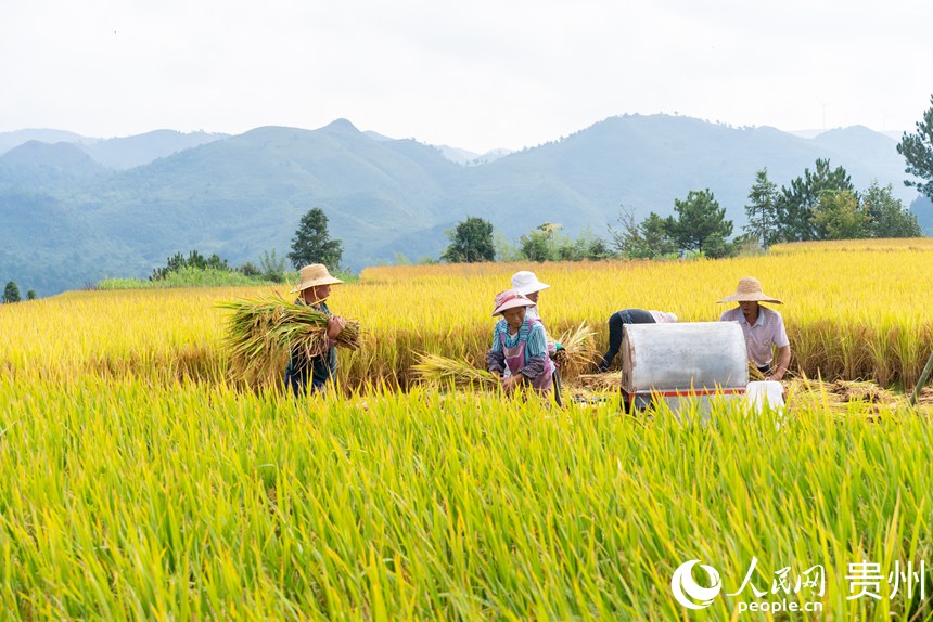 村民們正在收割成熟的水稻。人民網記者 涂敏攝