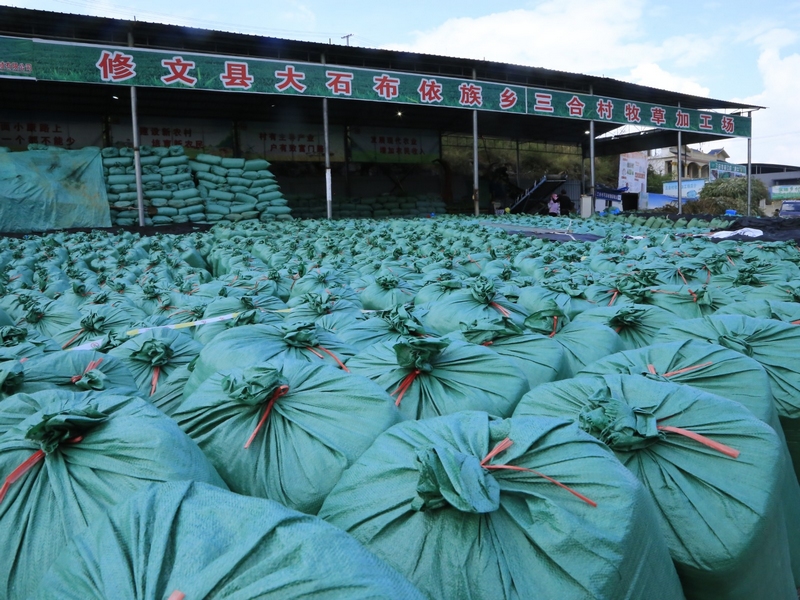 修文縣大石布依族鄉三合村牧草加工場 修文縣融媒體中心姜繼恒 攝